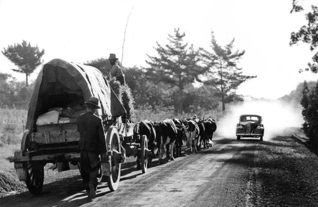 Historic photograph of an ox wagon and automobile on the Old Road